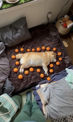 うちでもやってみたい