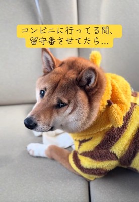 飼い主さんを見るこてつ君