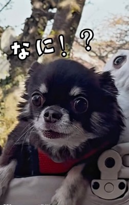 驚くこげまる君