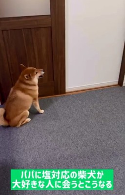 扉の前で座るぽてとくん