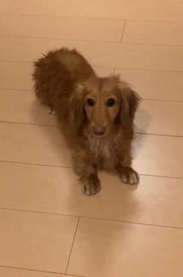 大きくなったしまちゃん