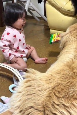 オヤツを奪うベルちゃん3