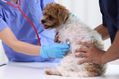 聴診を受ける犬