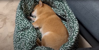 ペット用ベッドで眠る柴犬