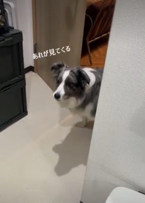 何かを見つめる犬
