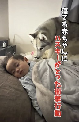 眠る赤ちゃんに近づく犬