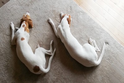 並んで眠る犬たち