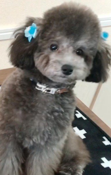 カメラを見つめる犬