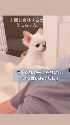 「いっぱいあげたでしょ」と言われる犬