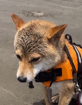 浜で震えている末っ子の柴犬