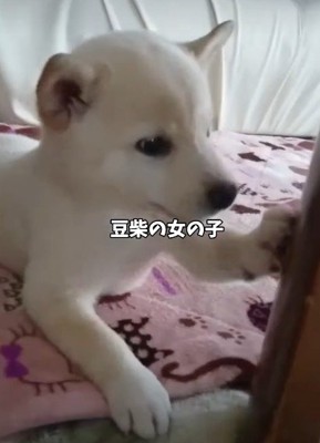 可愛がられ過ぎた結果…