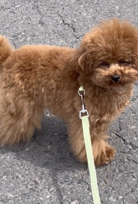 頭脳派すぎるこてつくん