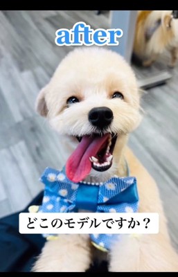 トリミング後のぽてとちゃん2