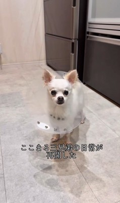 こはく君とここまるちゃんの家族愛8