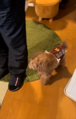 おじいちゃんのそばを離れないボムさん