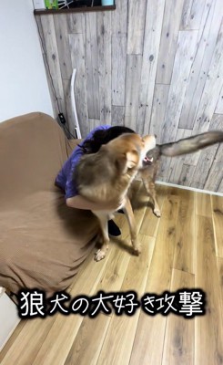 つな君の愛情表現⑩