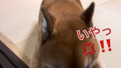お散歩の誘いを拒絶!