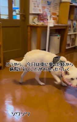 動物病院にて