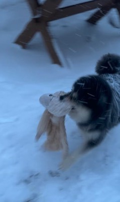 龍之介くんの雪遊び9