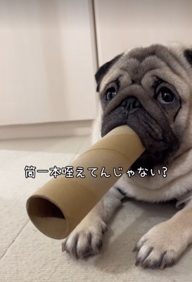筒を咥えてドヤ顔の小型犬