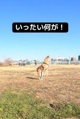 立ち上がるごぅちゃん