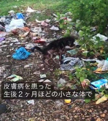 ボロボロの子犬