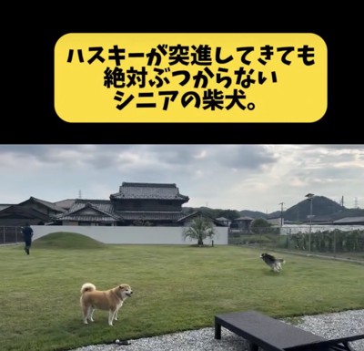 バブちゃん、全力疾走中!