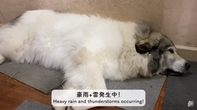 横たわるベルちゃん