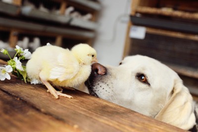 犬とヒヨコ