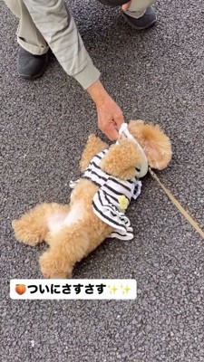 犬の腹と顎を撫でる老人