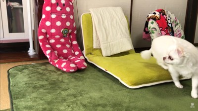 ドッキリに対するコハクくんの反応5