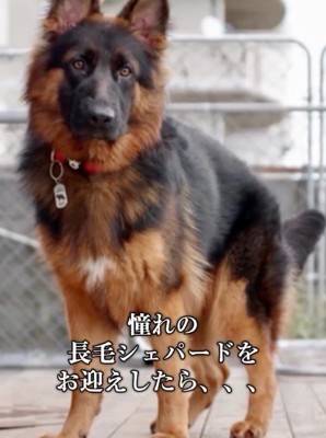 立ち上がってカメラを見つめる犬