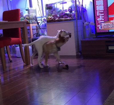 姉犬の上に乗った妹犬