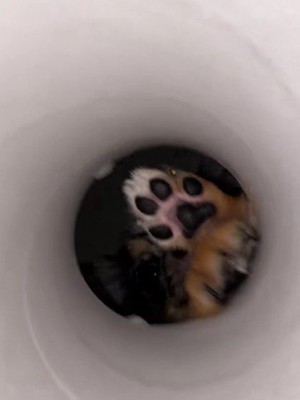 筒の中から覗いたのは…
