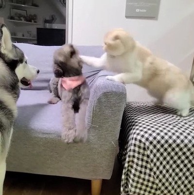 犬に飛び掛かる猫