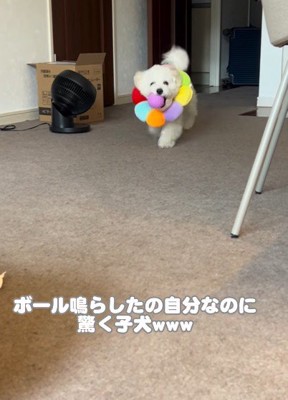 音が鳴るボールを咥えて…