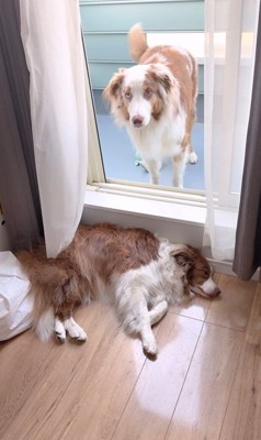 ベランダから戻れないガルチェロくん