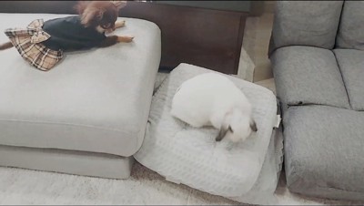 クッションの上で休憩する子犬とうさぎ