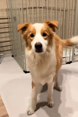 かまってちゃんな中型犬