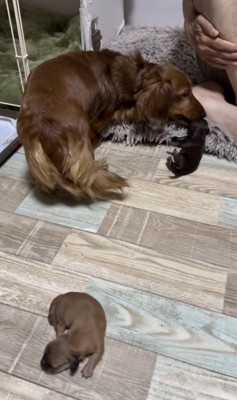 連れ戻すだけで一苦労