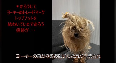 毛がボサボサになっているメスの老犬