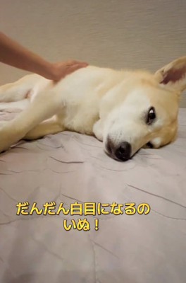 白目になってきたすいちゃん