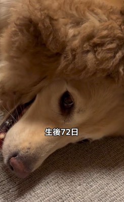 みるくちゃんと蘭ちゃん5