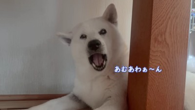 柴犬のあいちゃん