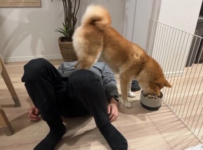 食事をする柴犬