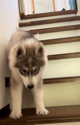 両足で降りるパウくん