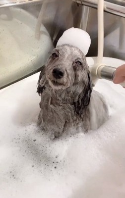 お風呂中のこてつくん