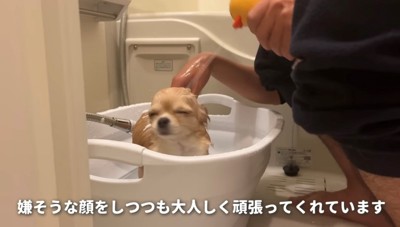 シャンプーされる犬
