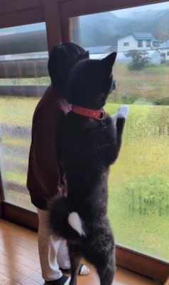 実は秋田犬でした!