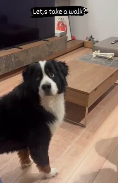 声の主を振り返るバーニーズマウンテンドッグ